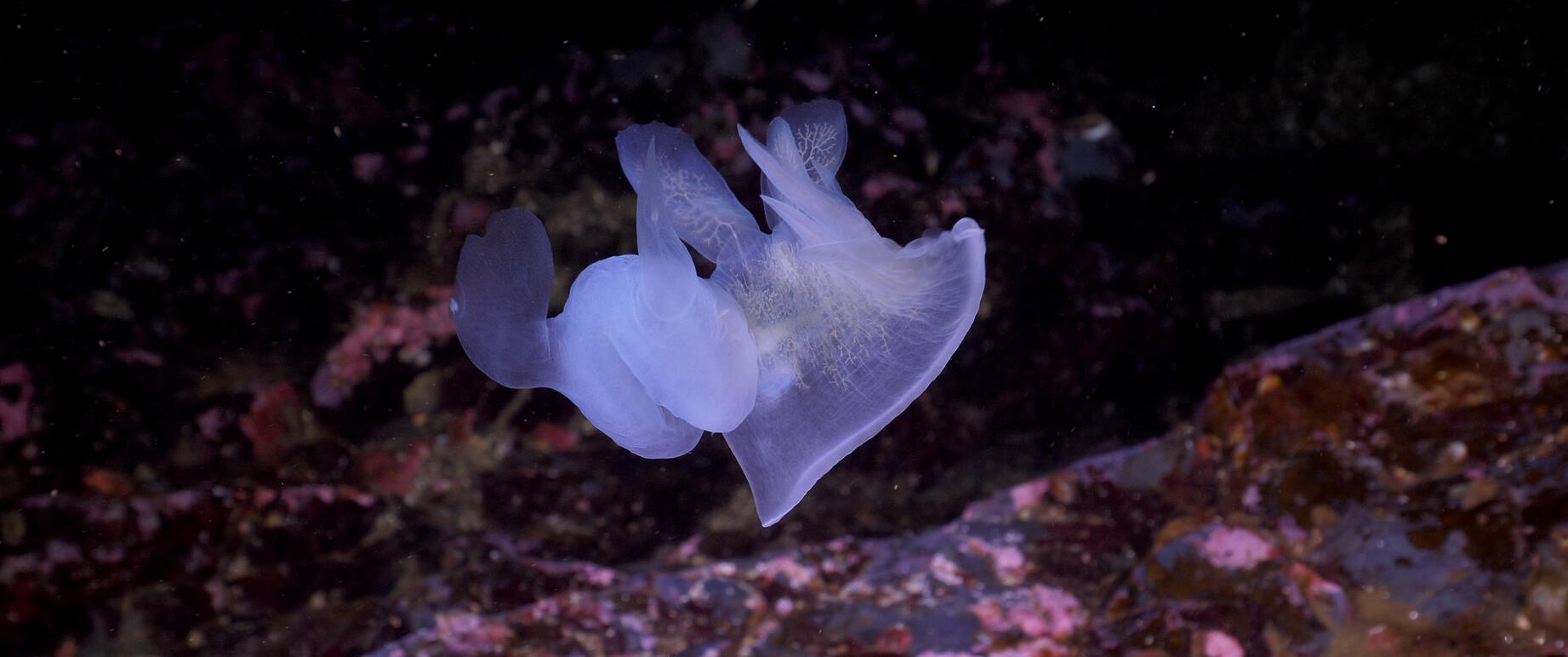 DS_Screenshot DS_Screenshot